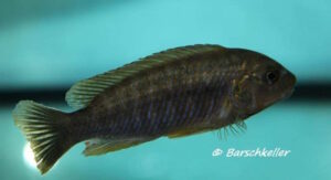 Labidochromis ianthinus 'Mbenji Island'
